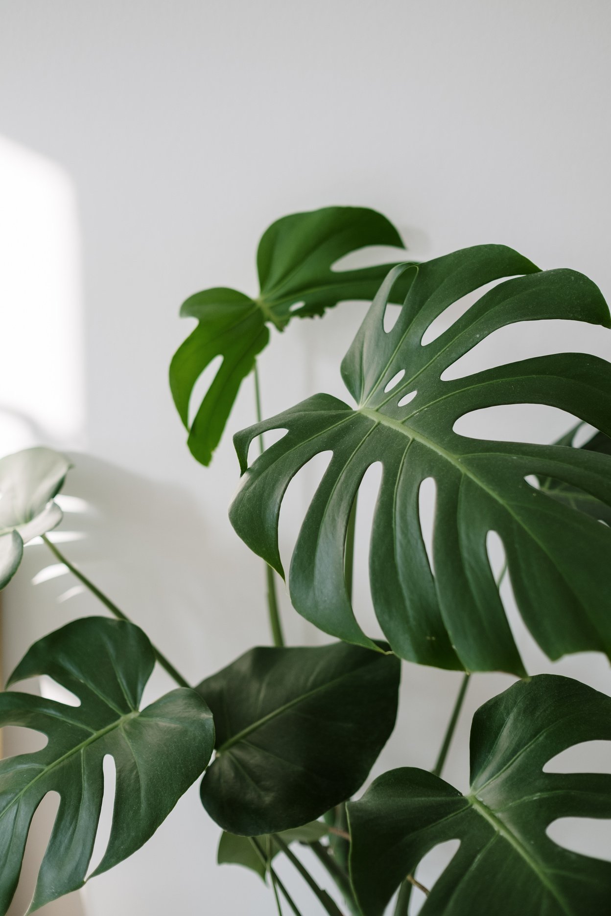 Green Plant Near White Wall